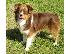 PoulaTo: Buy and adopt with all ages both male and female puppies online very healthy